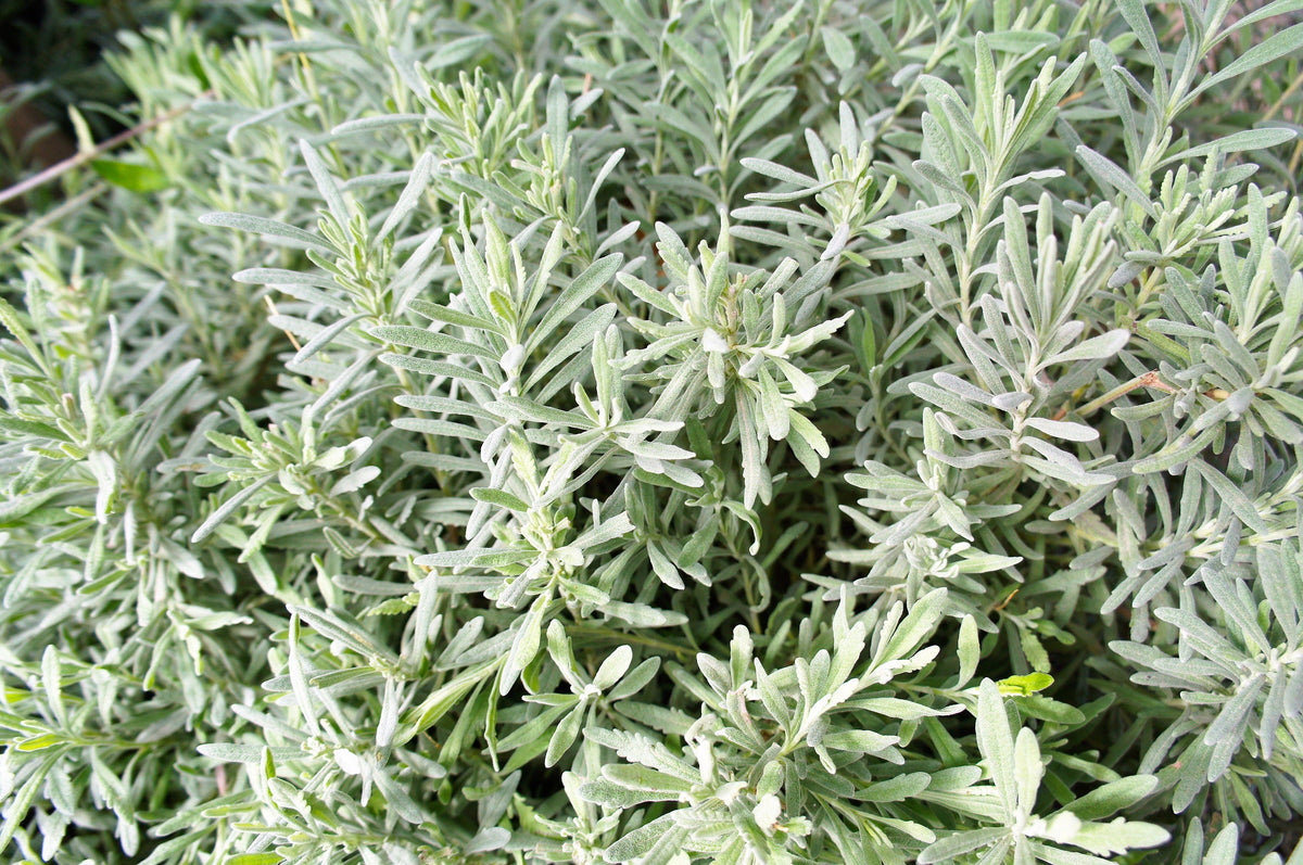 200 MUNSTEAD LAVENDER Blue English Lavandula Angustifolia Munstead Fragrant Purple Flower Herb Seeds