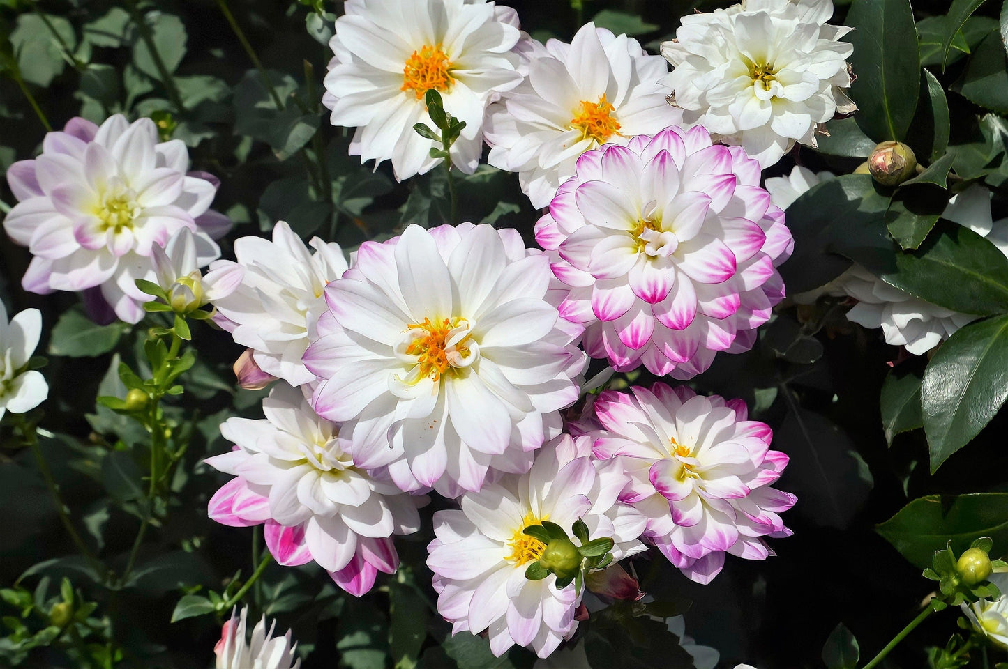 50 Unwins Dwarf Mix Dahlia (Dahlia Variabilis) Seeds