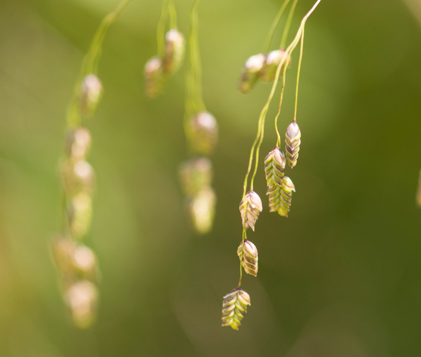 250 Rattlesnake Mannagrass (Canadian Quaking Grass; Glyceria Canadensis) Seeds