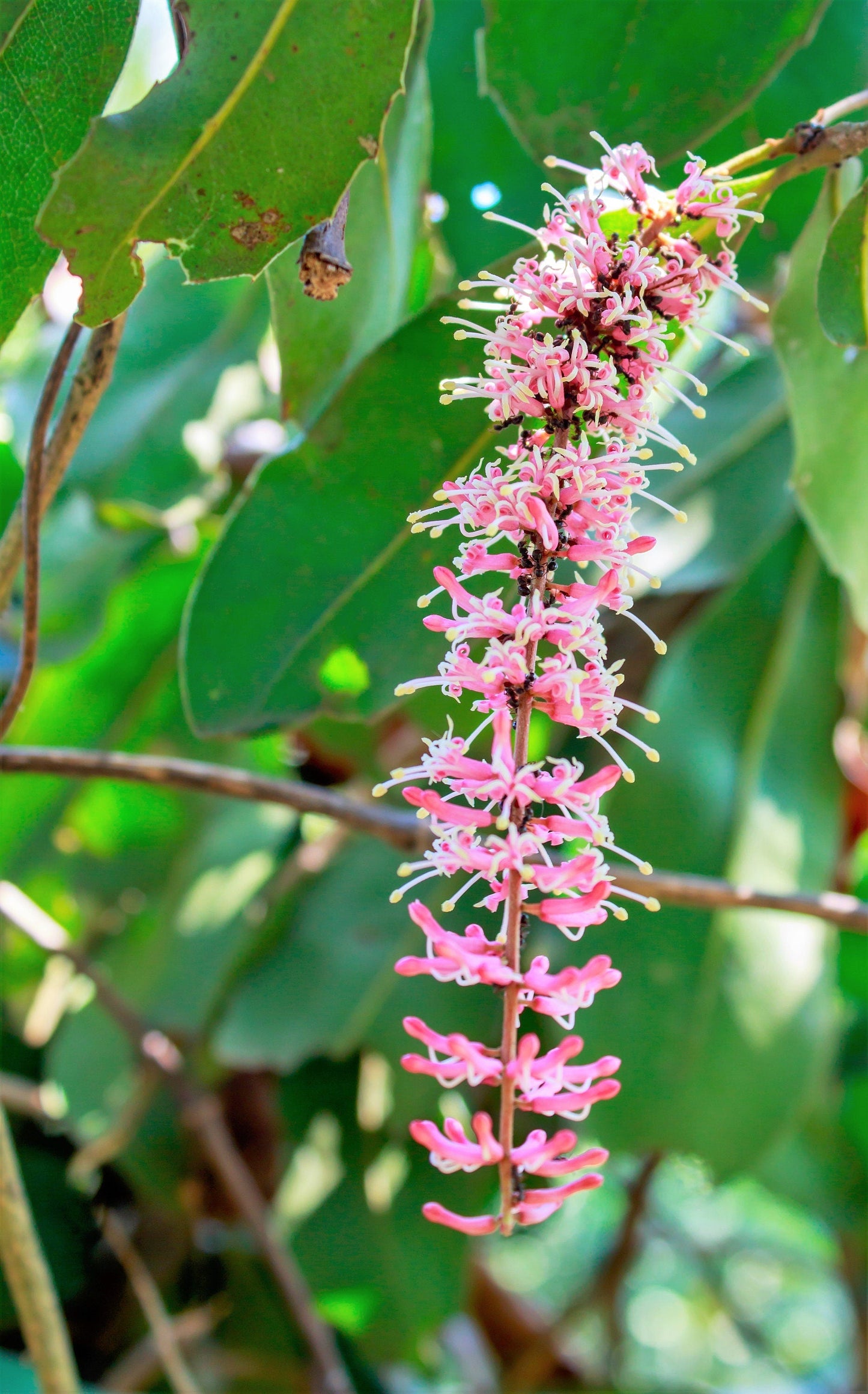 5 Macadamia Nut Tree (Macadamia Integrifolia) Seeds