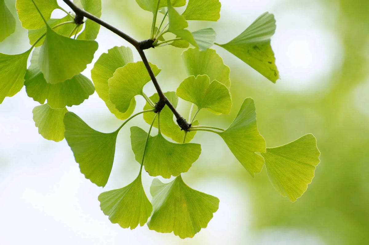 Maidenhair Tree (Ginkgo biloba) seedling