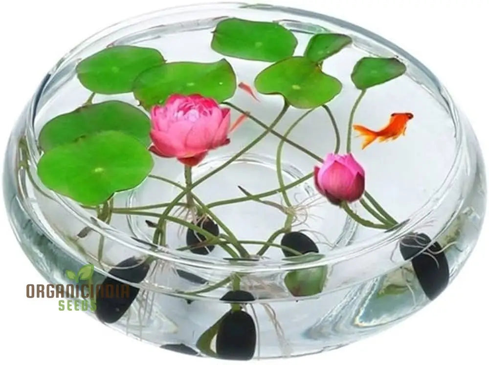 Lotus Mix Flower Seeds