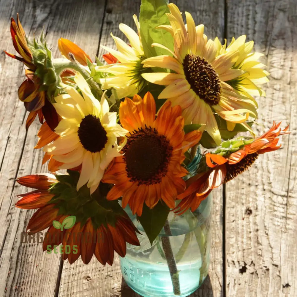 Mixed Sunflower Seeds