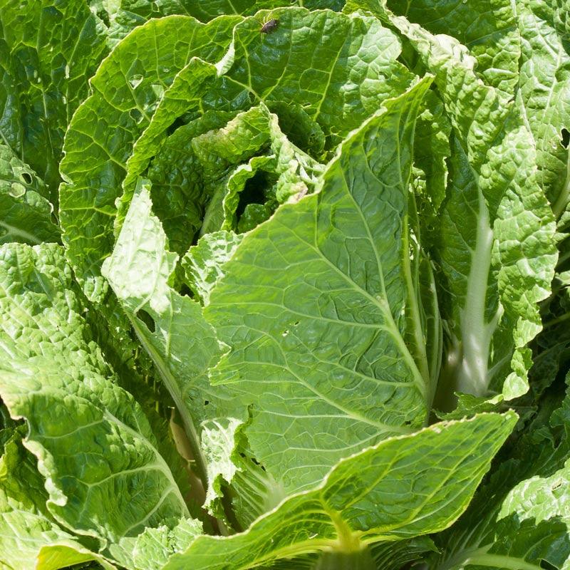 Napa Bilko Cabbage Seeds (Organic)