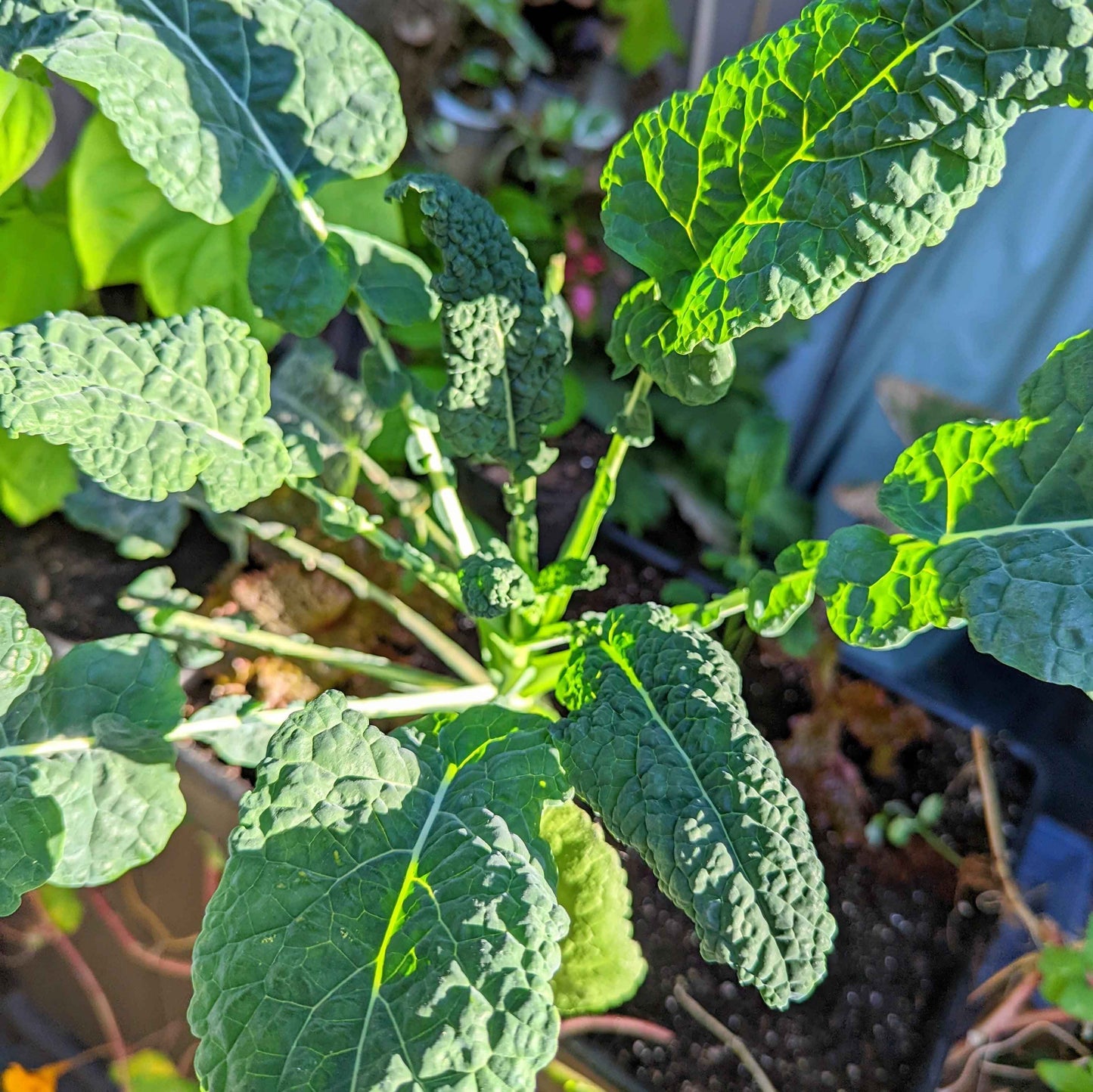 Organic Lancinato Kale Seeds