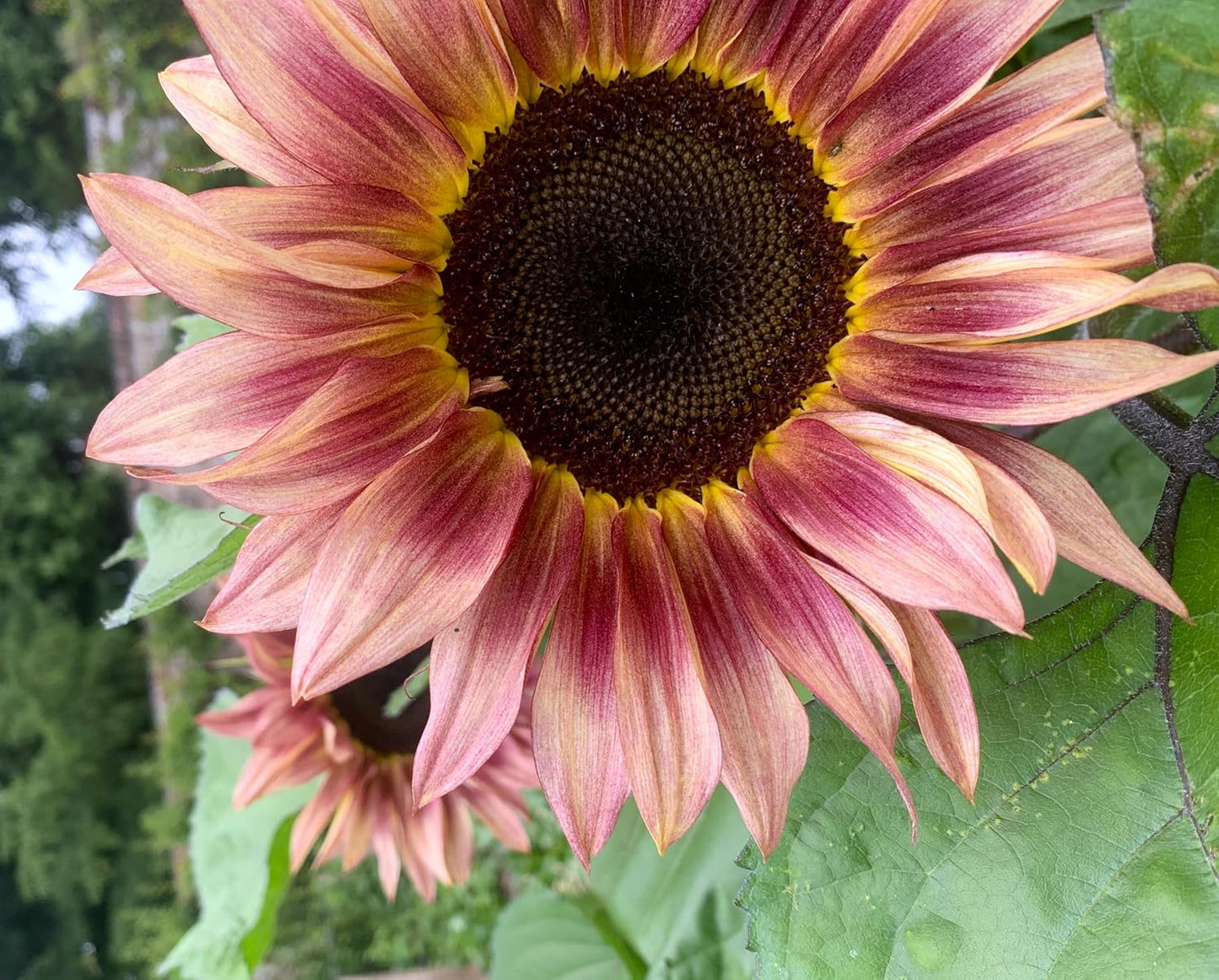 Ruby Passion Sunflower Seeds