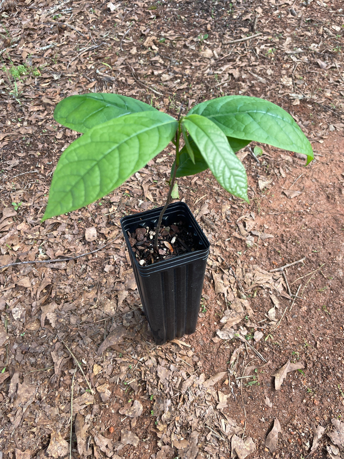 Native Pawpaw (Asimina triloba) seedling