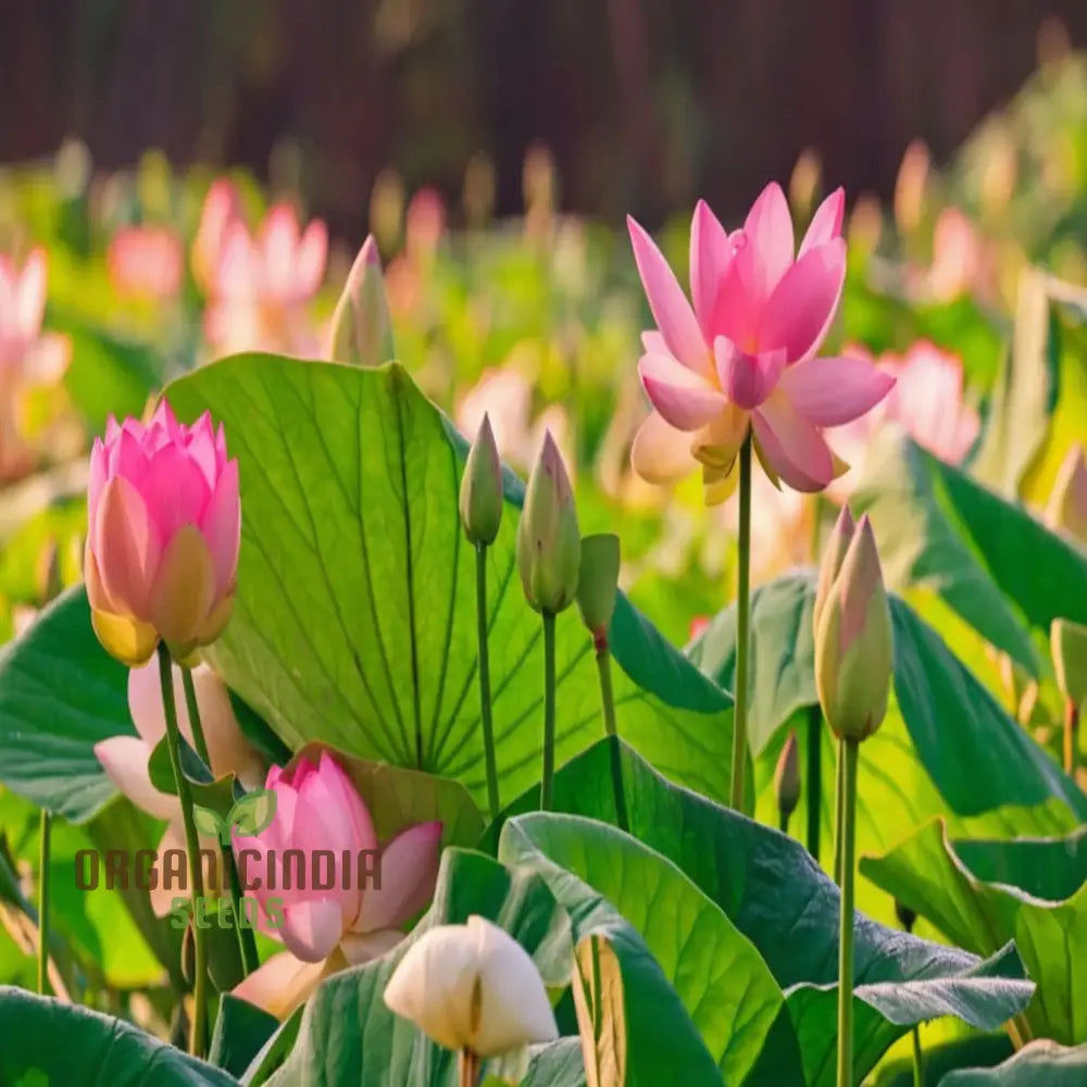 Pink Lotus Flower Seeds