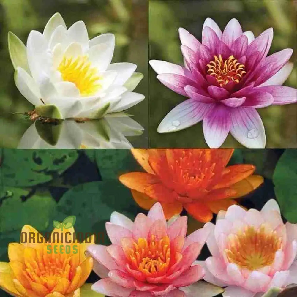 Mix Colour Lotus Flower Seeds