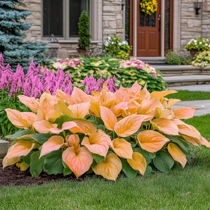 Rare Orange and Pink Hosta Seeds