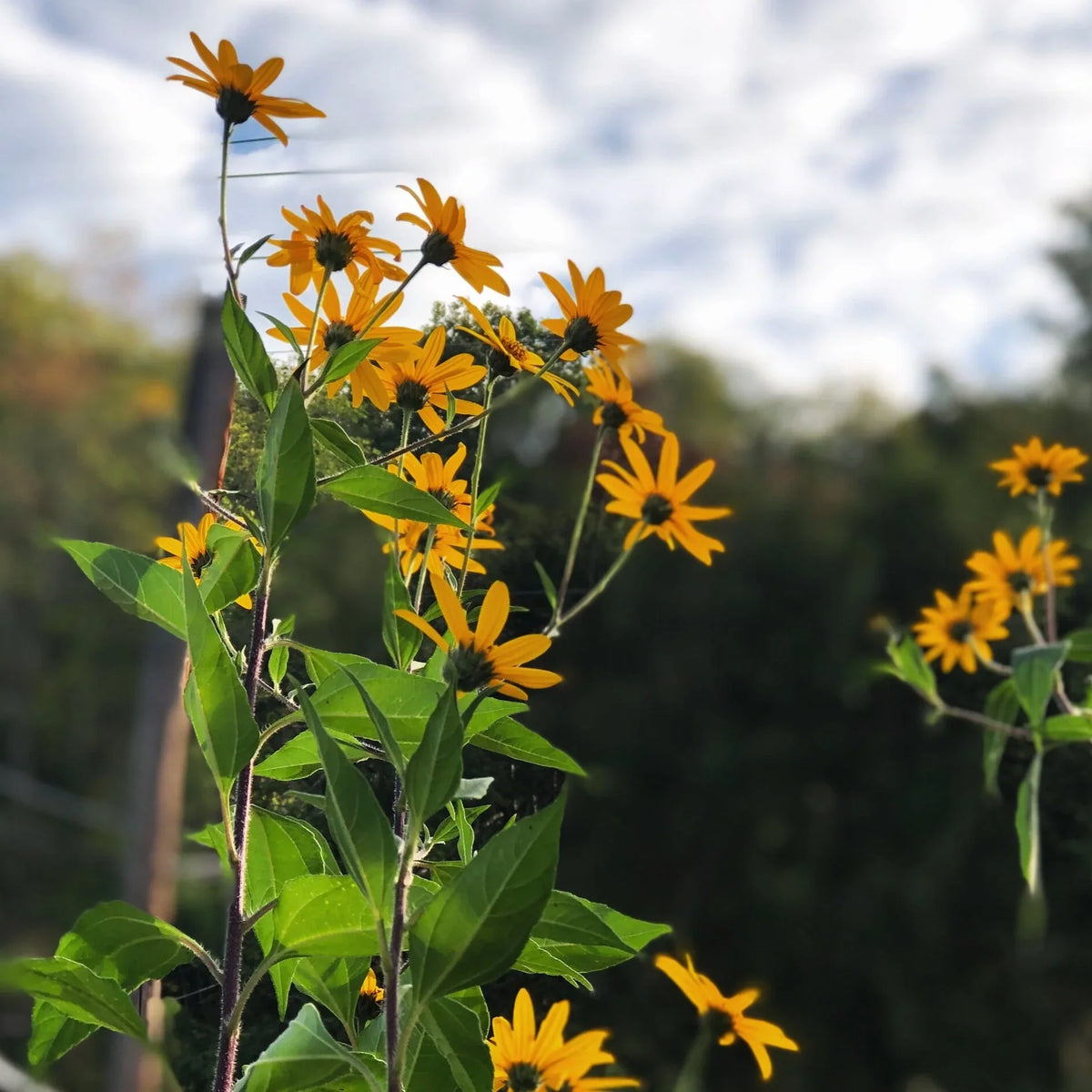 Jerusalem Artichoke, Sunchoke (Helianthus tuberosus) seedling
