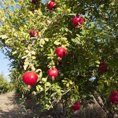 Salavatski Russian Pomegranate (Punica granatum) seedling