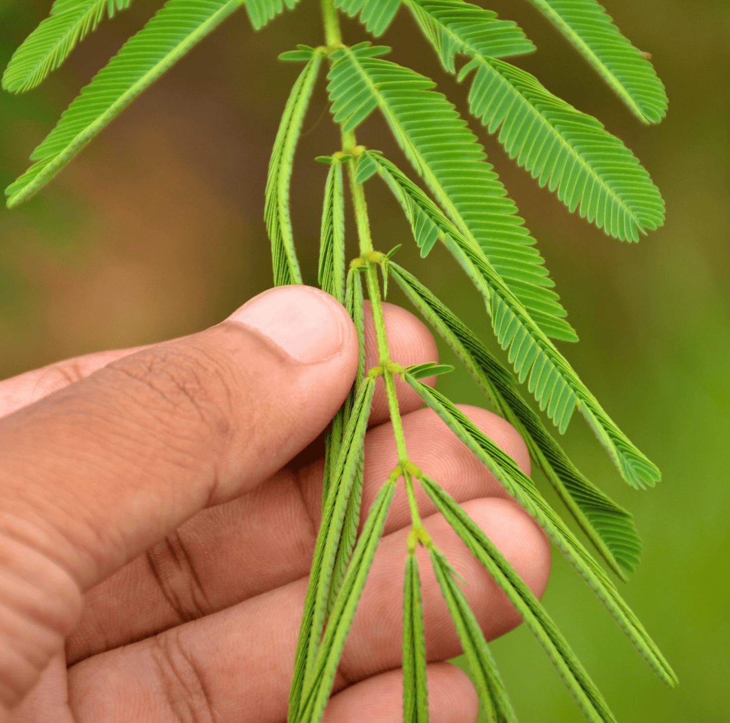 Sensitive Plant Mimosa – 50 Seeds