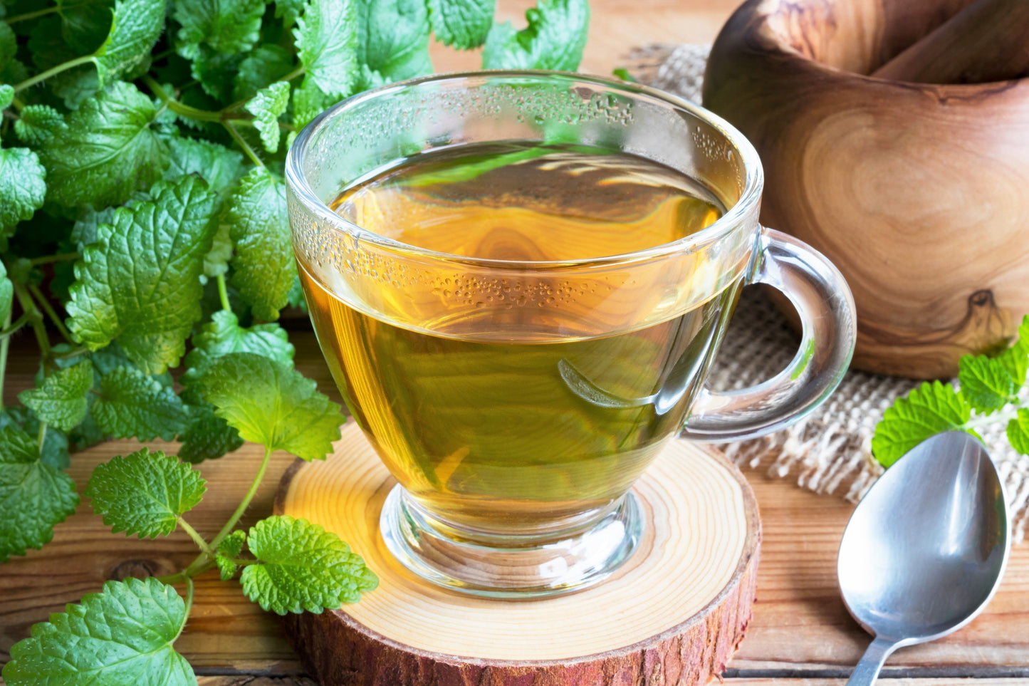 1500 Lemon Balm (Melissa Officinalis) Seeds