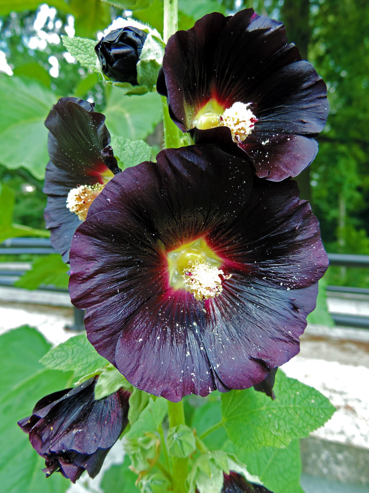 Black Hollyhock (Alcea rosea 'Nigra') Seeds – 25 ct