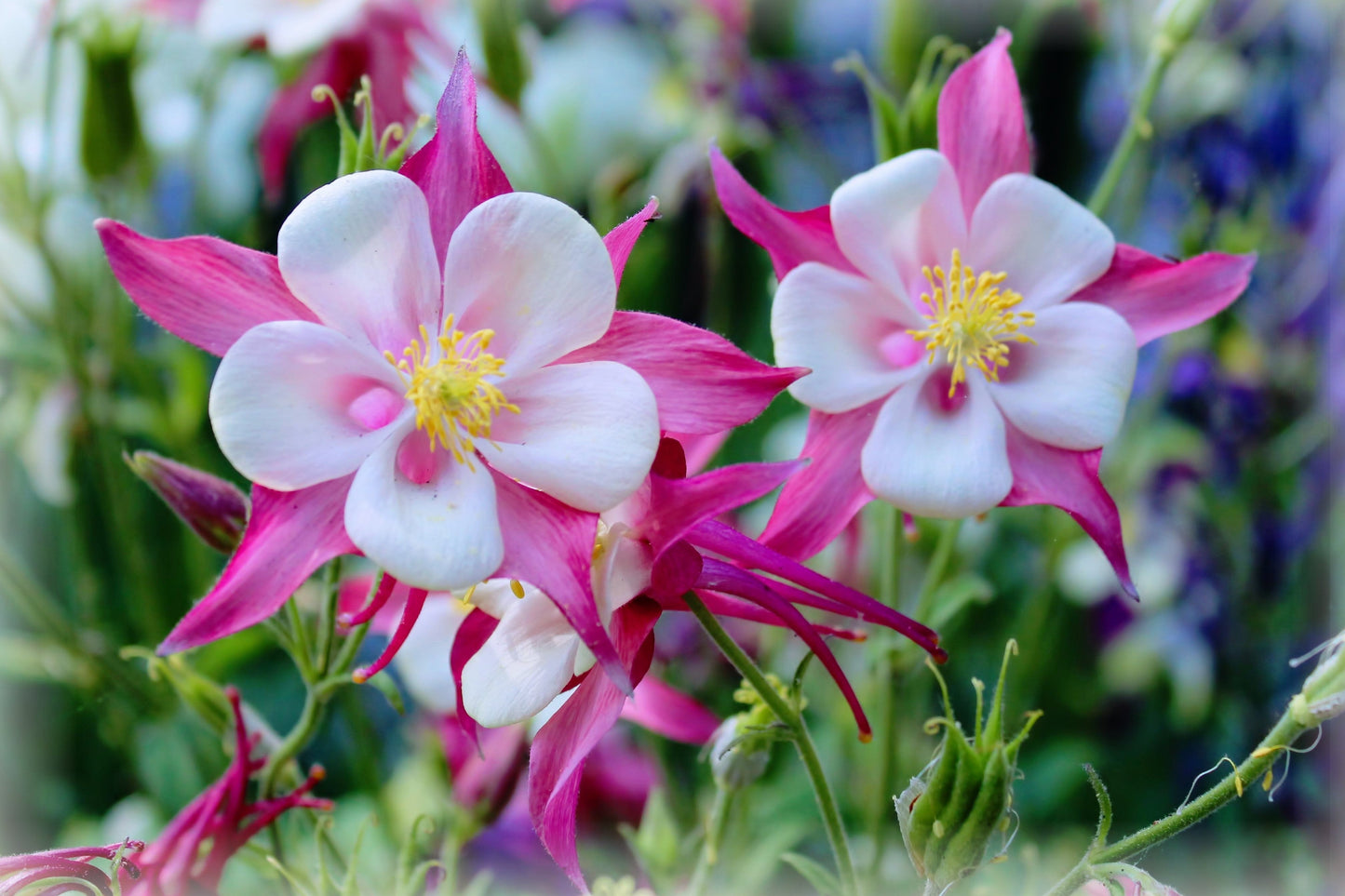 50 Rose Star Columbine (Aquilegia Caerulea) Seeds