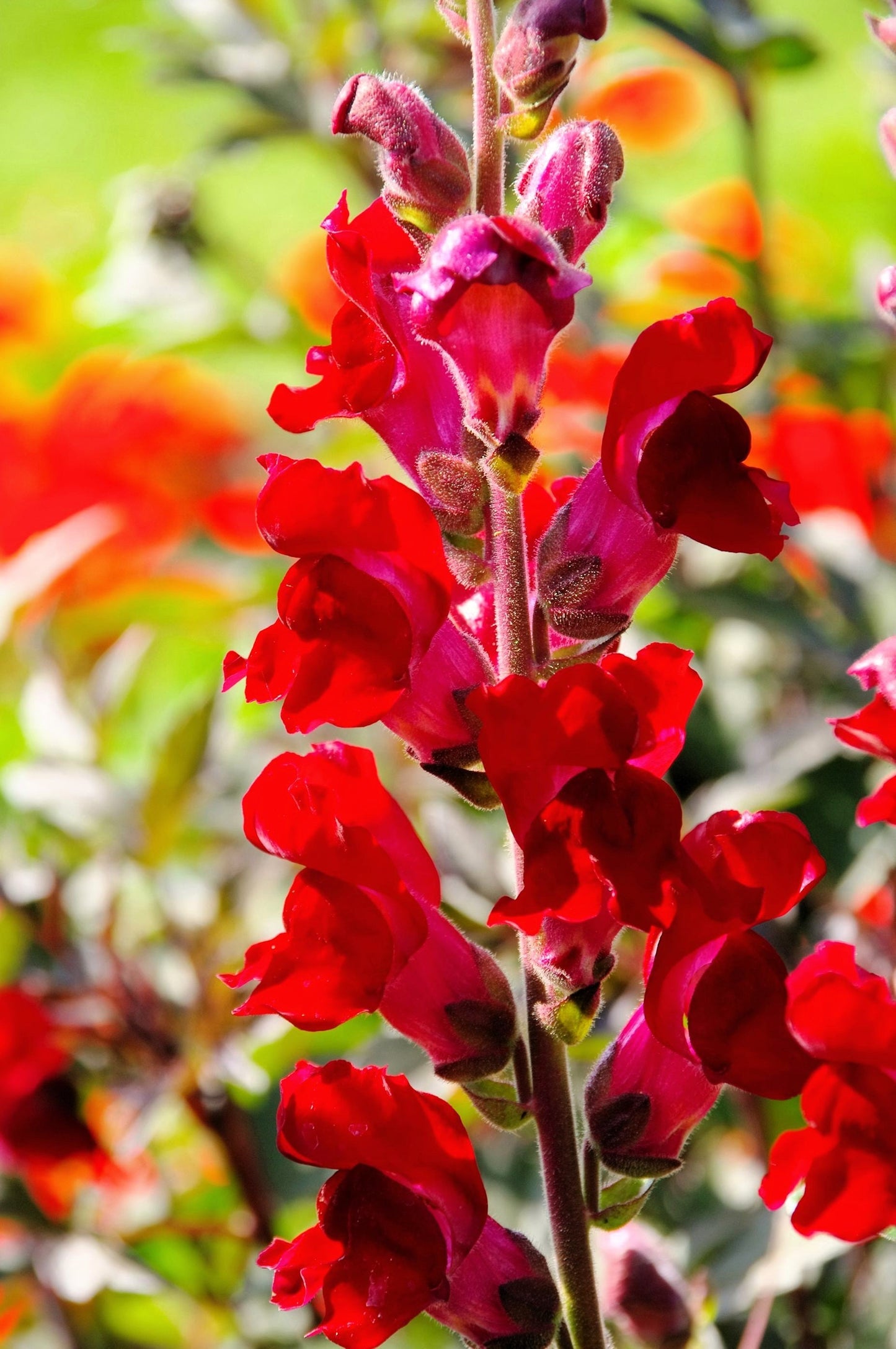 250 Ruby Red Snapdragon (Antirrhinum Majus) Seeds