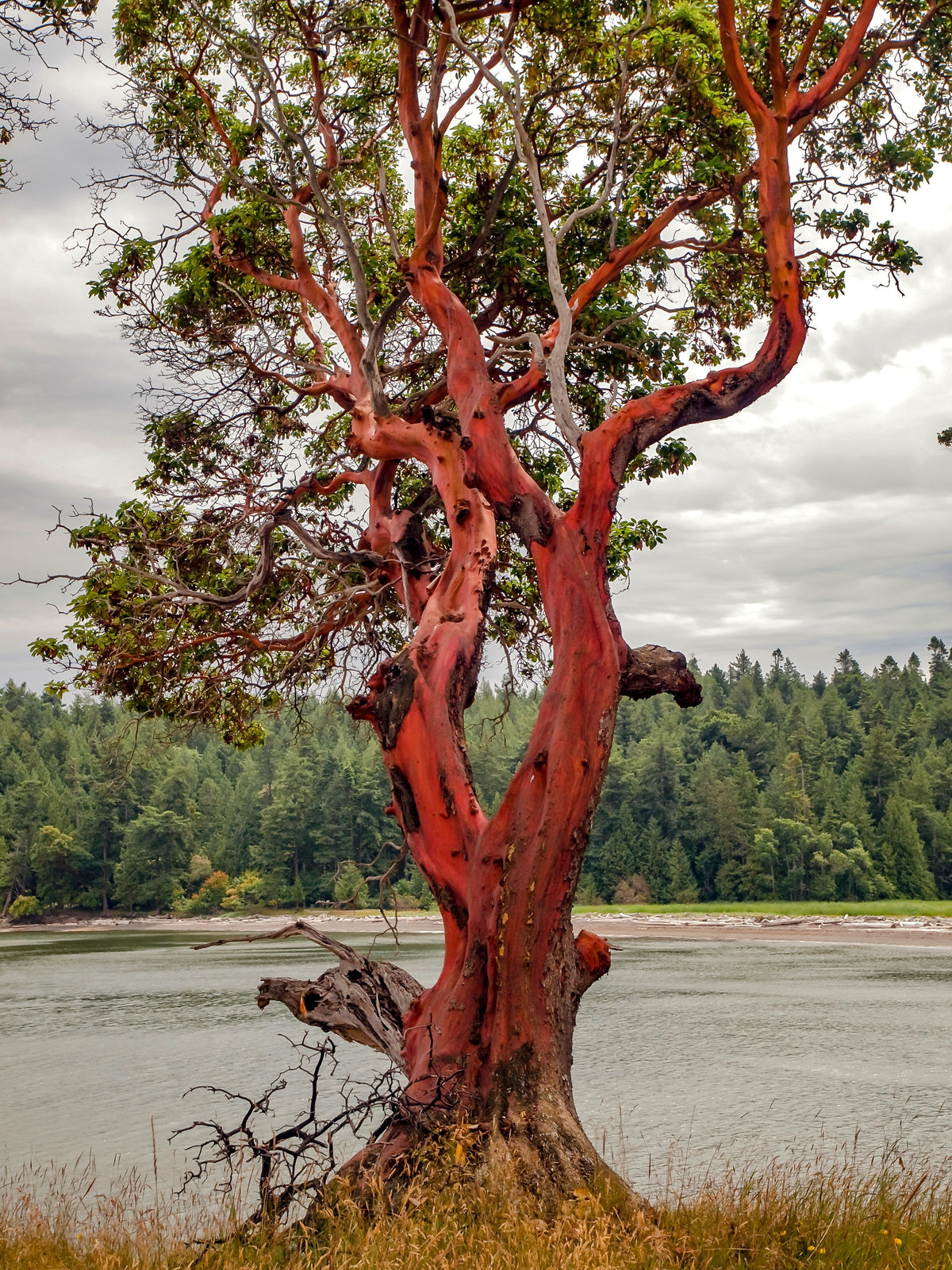 Pacific Madrone (Arbutus menziesii) Seeds – 10 ct