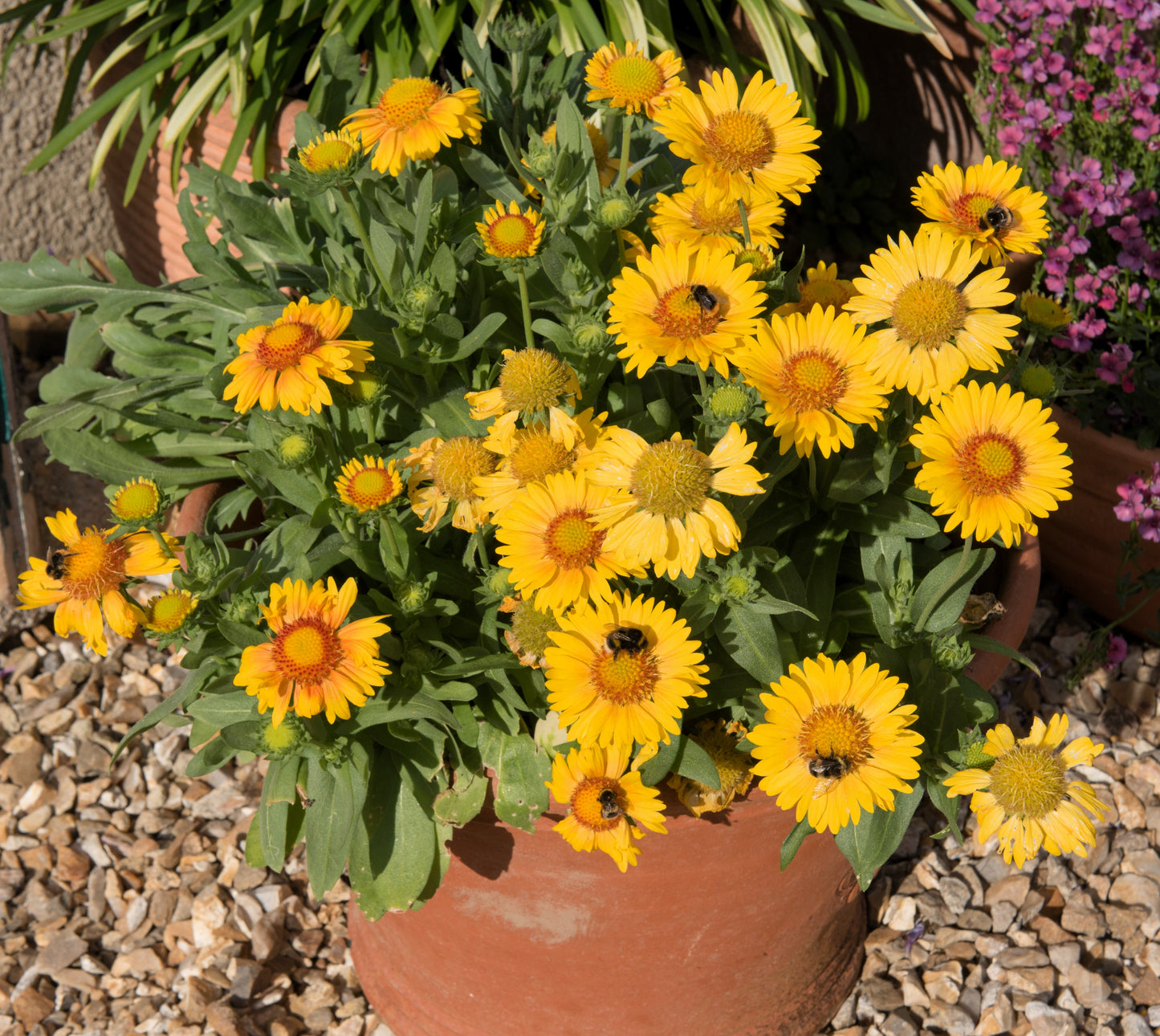 100 Yellow Gaillardia (Blanket Flower / Indian Blanket, Gaillardia Aristata) Seeds