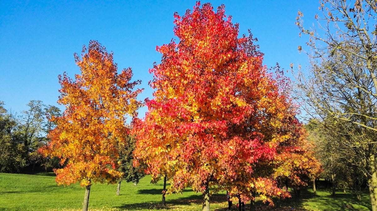 50 AMERICAN SWEETGUM Liquidambar Styraciflua Storax Alligator Sweet Gum Tree Seeds - Great Fall Color! Red Yellow Orange Purple
