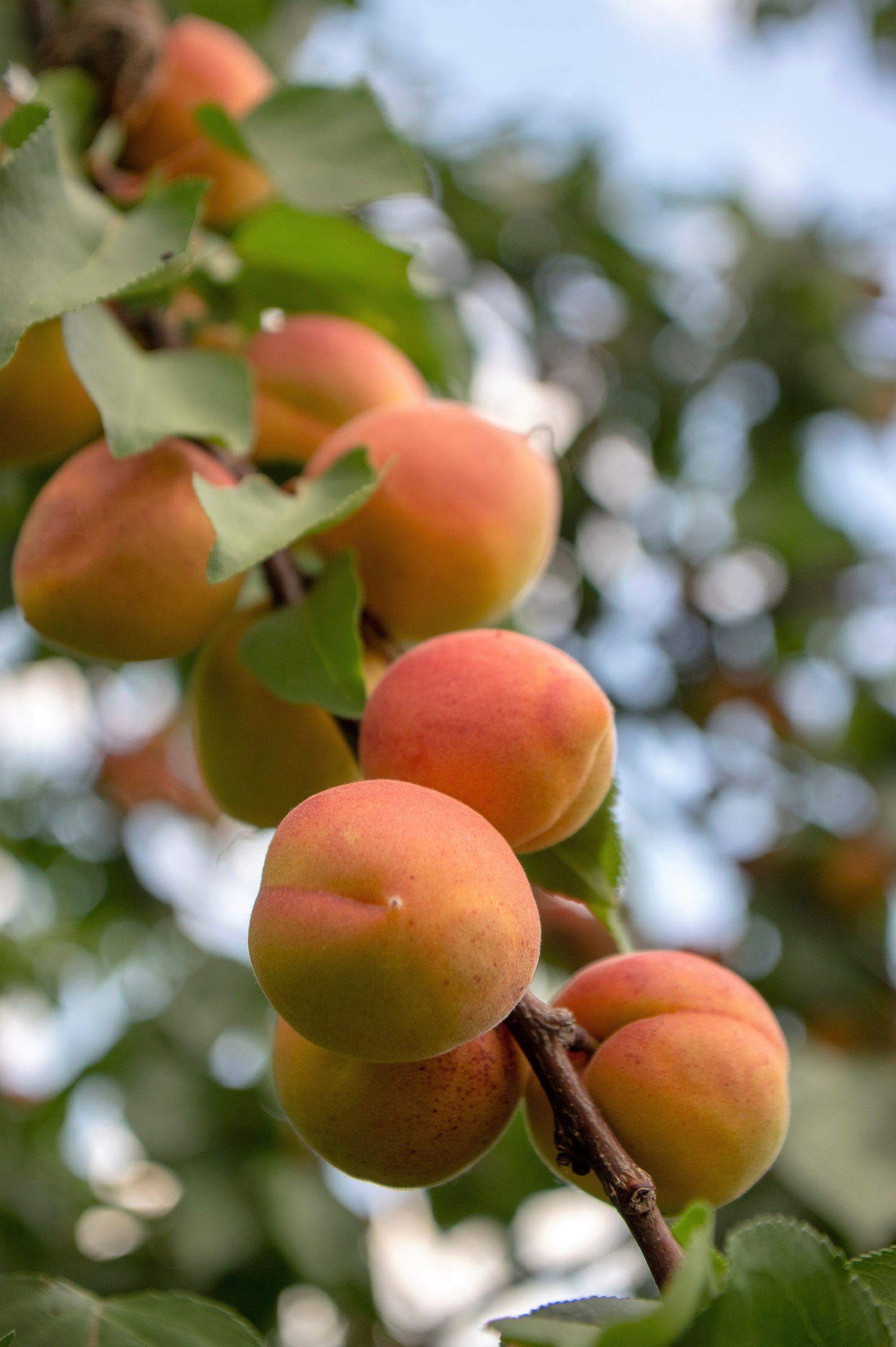 5 Common Apricot Tree (Prunus Armeniaca) fSeeds