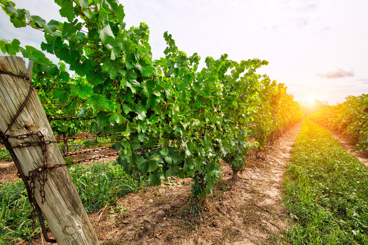 30 Wine Grape (Vitis Viniferia) Seeds