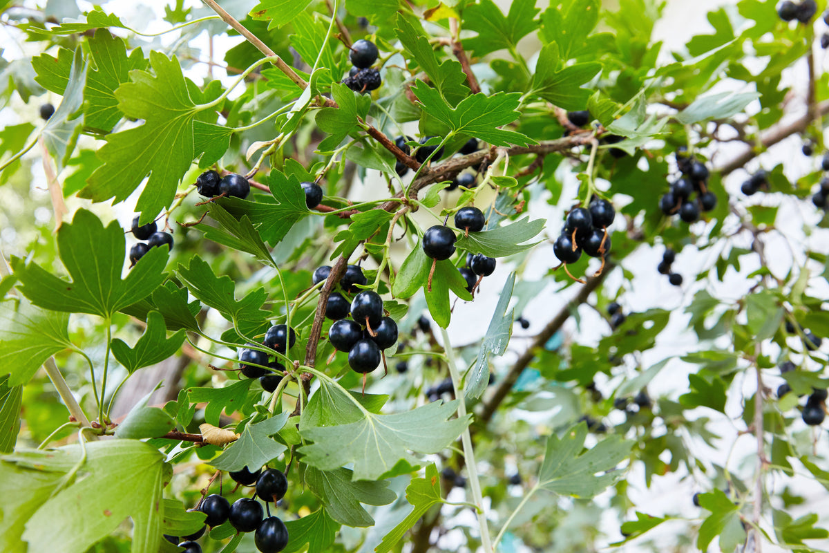 20 GOLDEN CURRANT SHRUB Black Fruit Yellow Flower Ribes Chrysobotrya Aurea Seeds