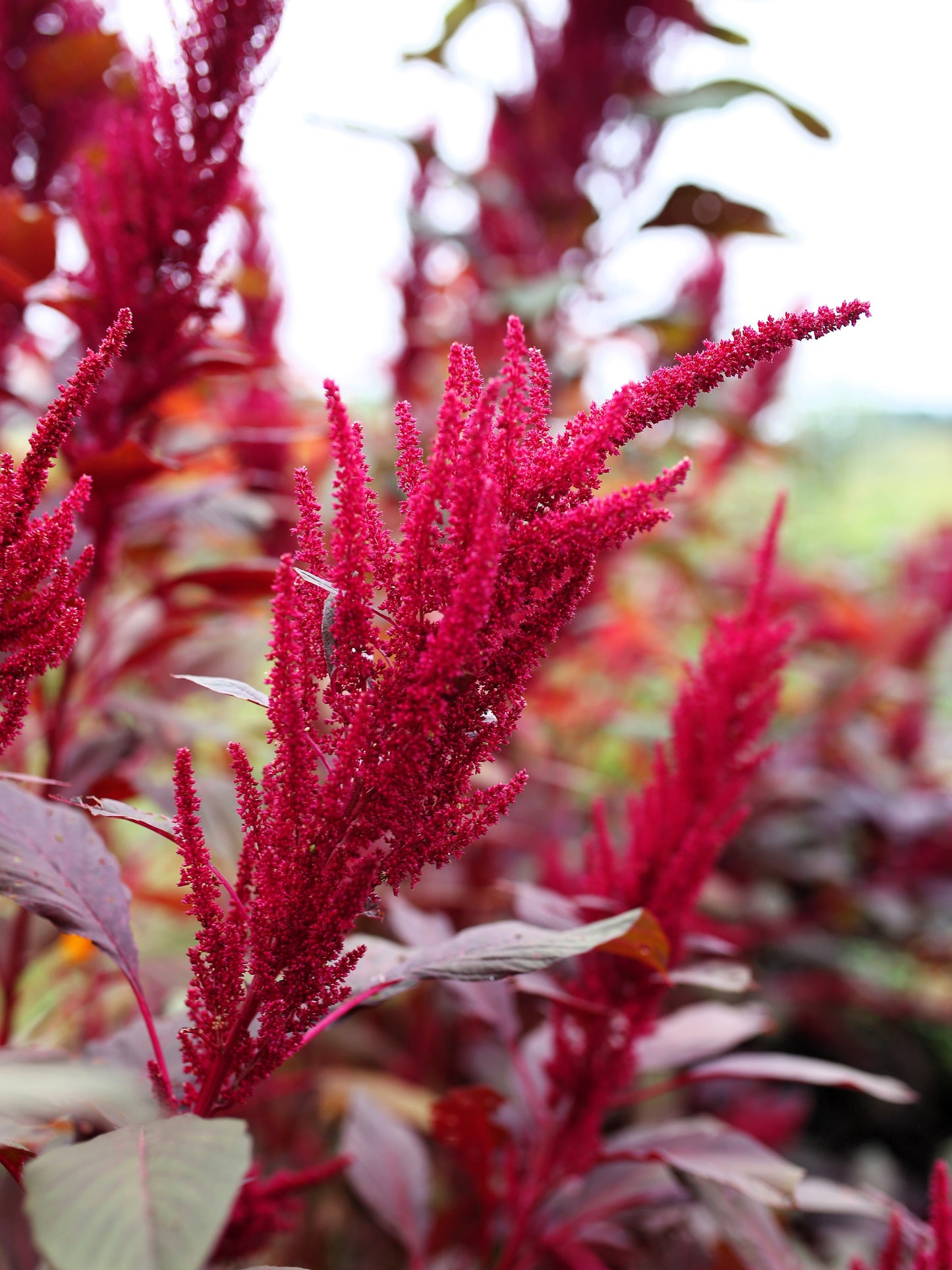 500 Red Garnet Amaranth (Amaranthus Tricolor) Seeds