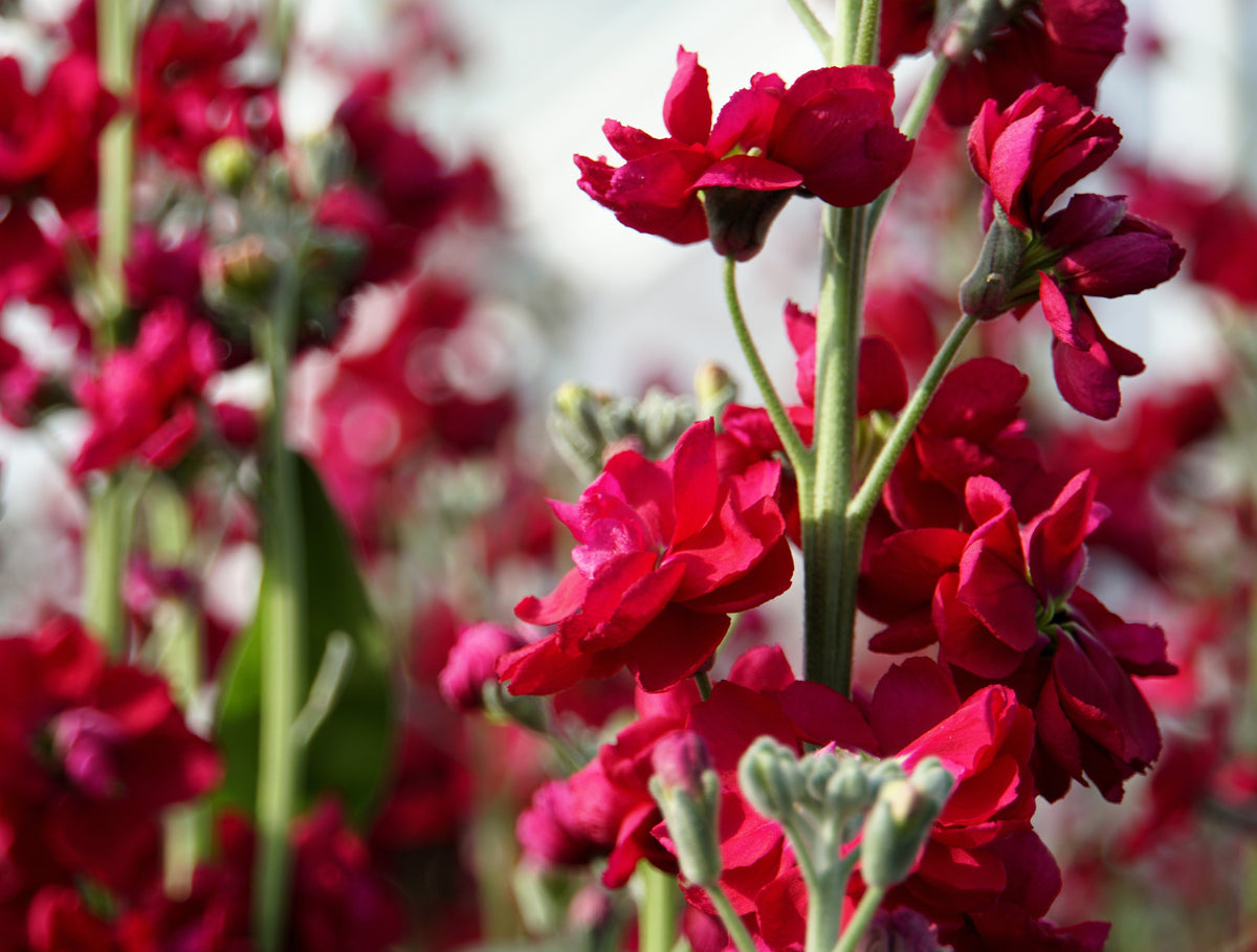50 Crimson RED STOCK Matthiola Incana Ten-Week Gillyflower Seeds