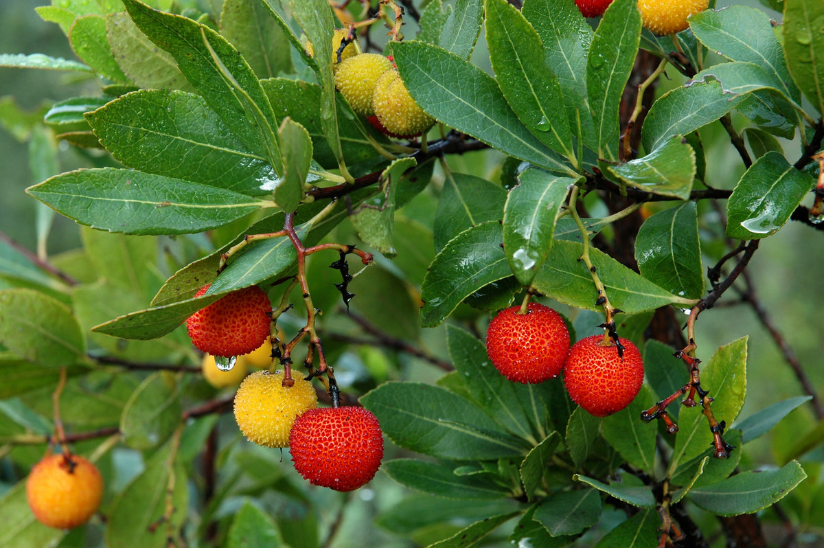25 STRAWBERRY TREE Edible Red Berry Tree Arbutus Unedo Seeds Irish Killarney