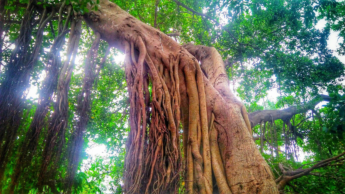 50 WEEPING FIG Ficus Benjamina Benjamin Indian Rubber Tree Houseplant Seeds