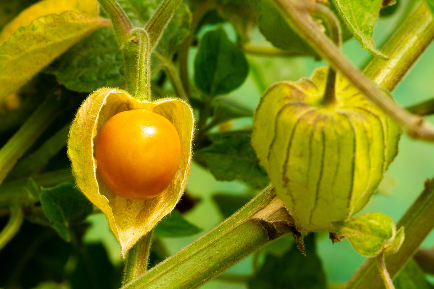 50 Peruvian Ground Cherry (Physalis Peruviana) Seeds