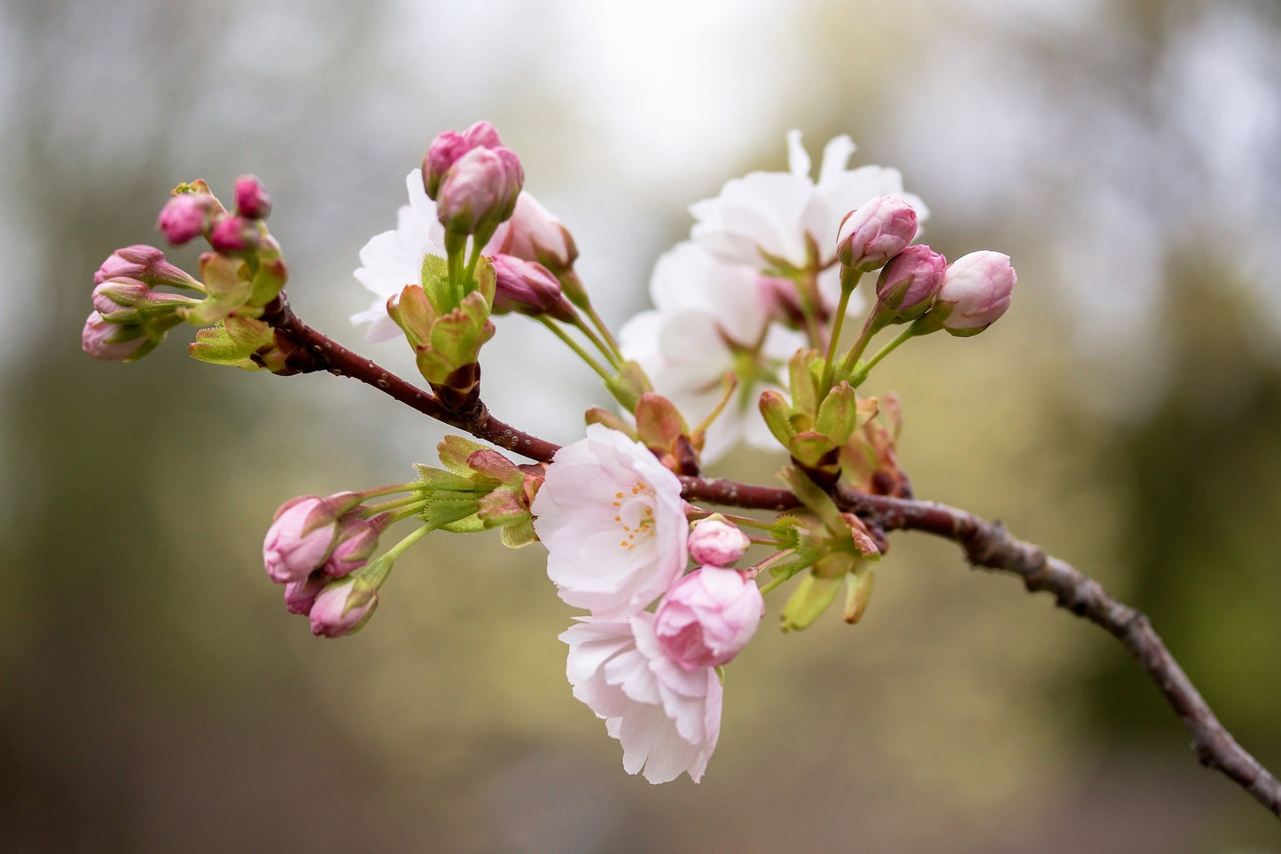10 JapaneseMountain Cherry (Prunus Serrulata Spontanea) Seeds