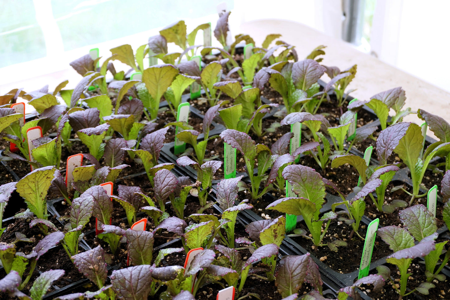 1500 Red Giant Mustard (Brassica Junco) Seeds