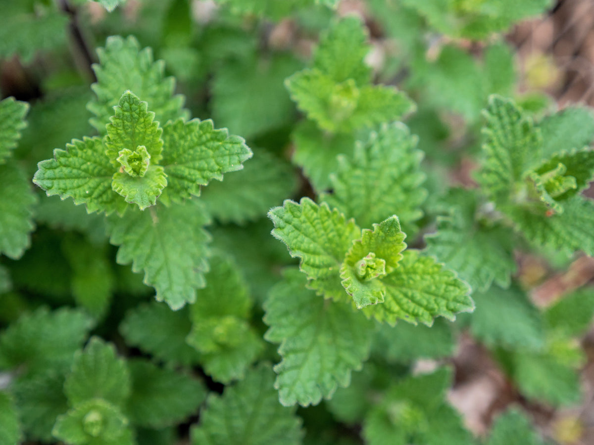 50 BLUE CATMINT Nepeta Mussinii Herb Flower Seeds
