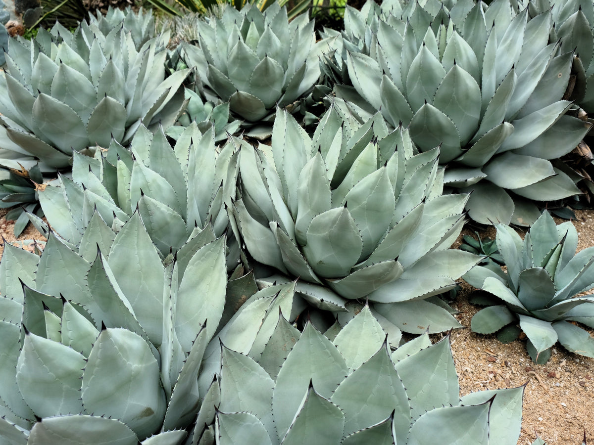 Artichoke Agave (Agave parryi var. huachucensis) Seeds – 5 ct