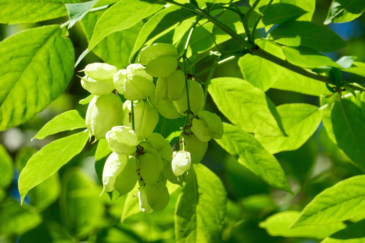 American Bladdernut (Staphylea trifolia) Seeds – 5 ct
