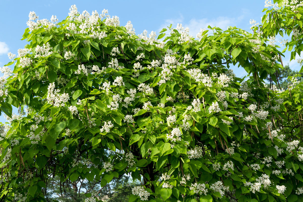 50 Flowering NORTHERN CATALPA Speciosa TREE Seeds (aka Western Catalpa or Catawba / Indian Cigar / Fish-Bait)