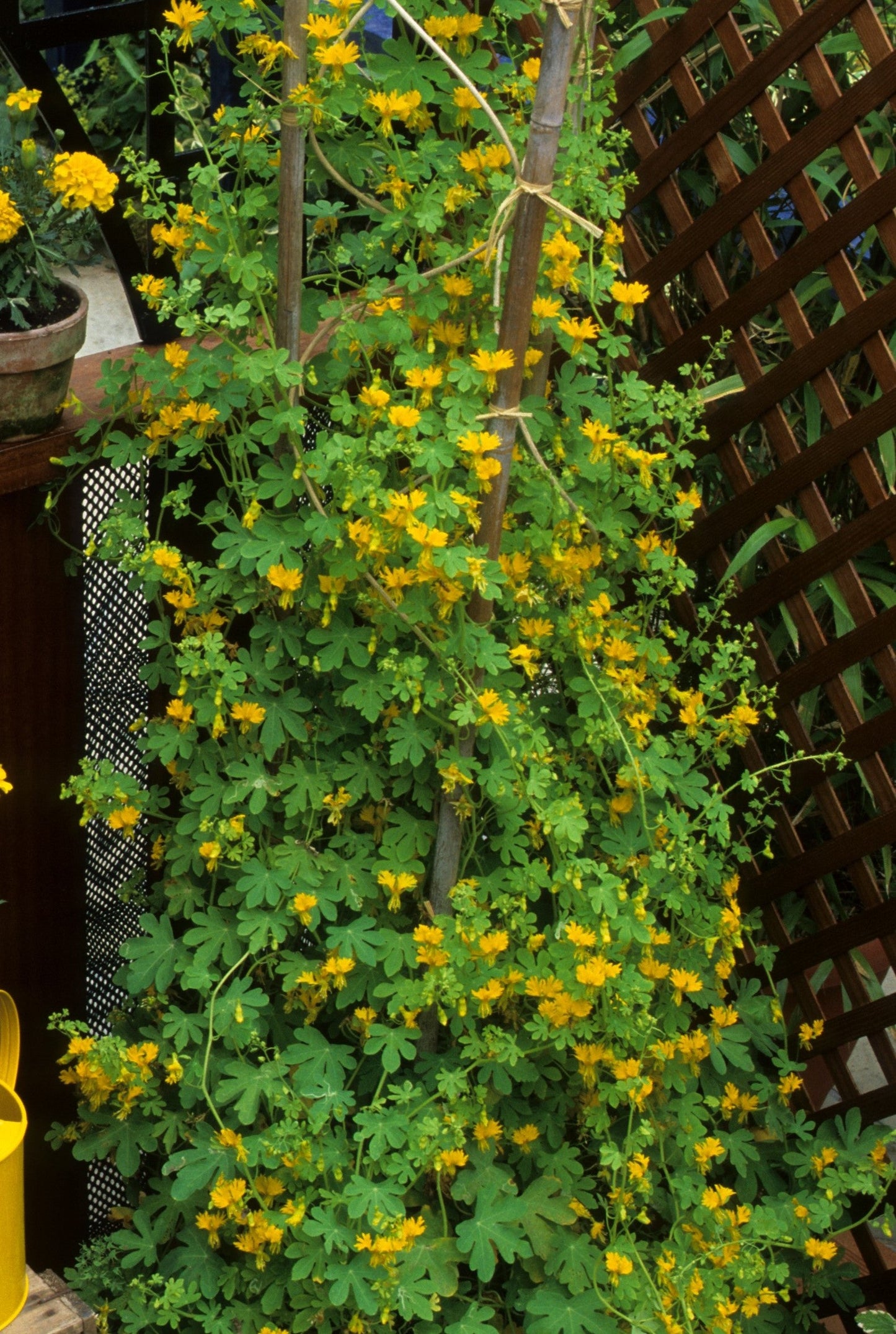 10 Canary Creeper Nasturtium (Tropaeolum Peregrinum) Seeds