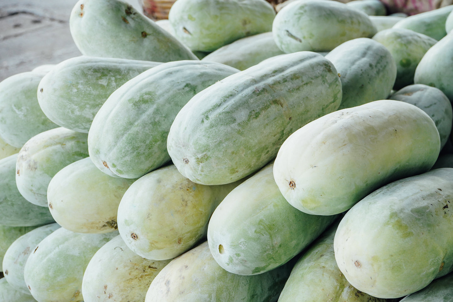 20 Wax Gourd (Benincasa Hispida) Seeds