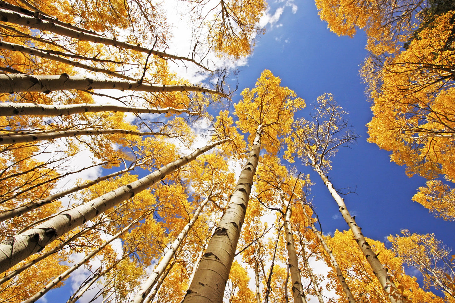 50 Golden Quaking Aspen (Populus Tremuloides) Seeds