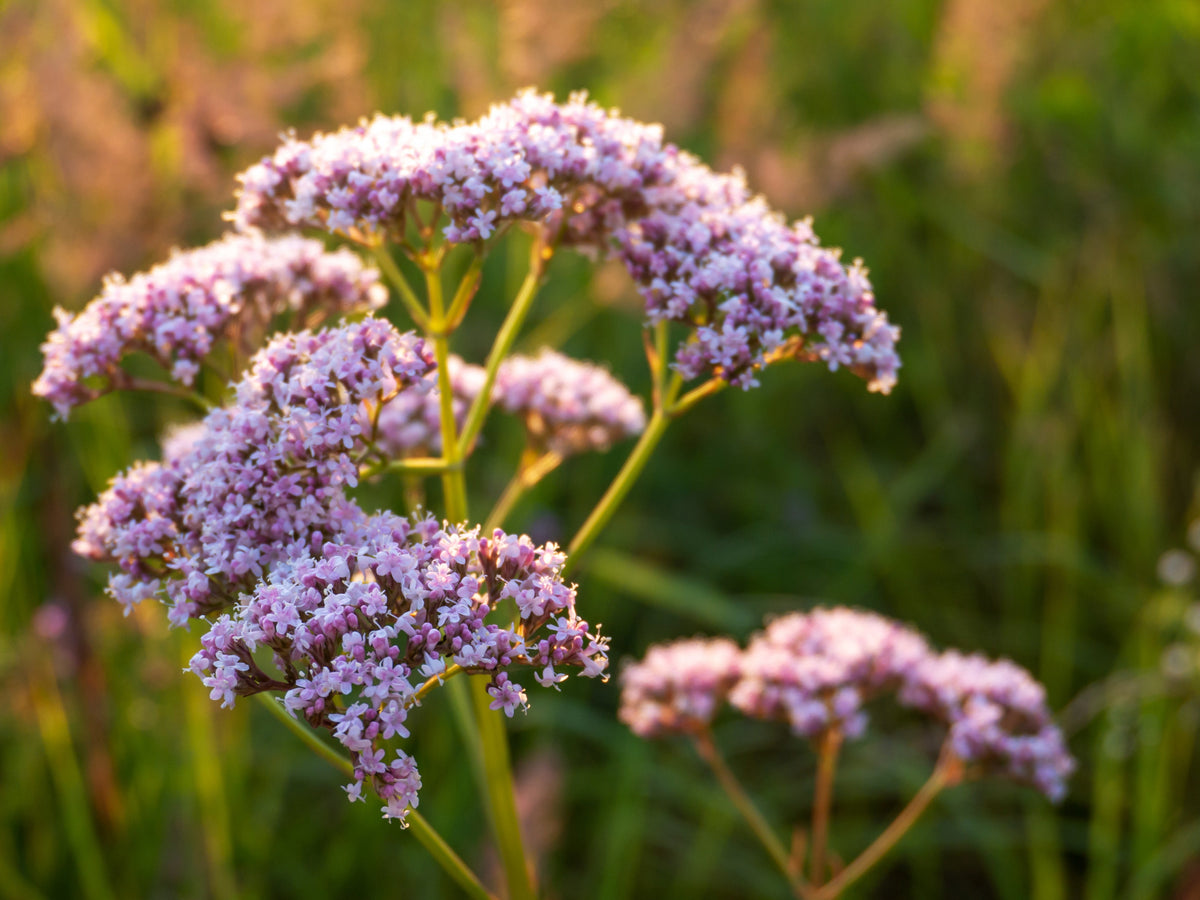 250 VALERIAN (Garden Heliotrope / Heal All) Valeriana Officinalis Herb Flower Seeds