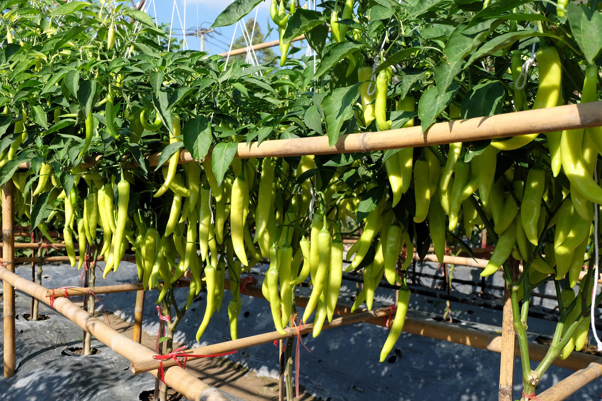 200 HEIRLOOM BANANA Pepper Sweet Yellow Hungarian Capsicum Annuum Vegetable Seed