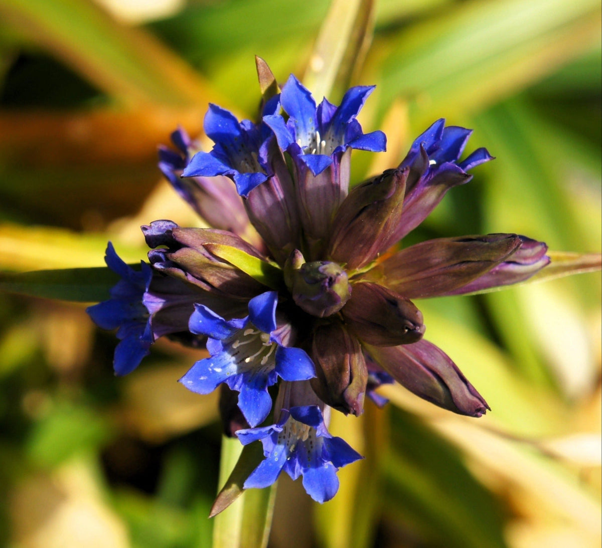 30 Dark Blue NIKITA GENTIAN Gentiana Dahurica Siberian Flower Herb Seeds