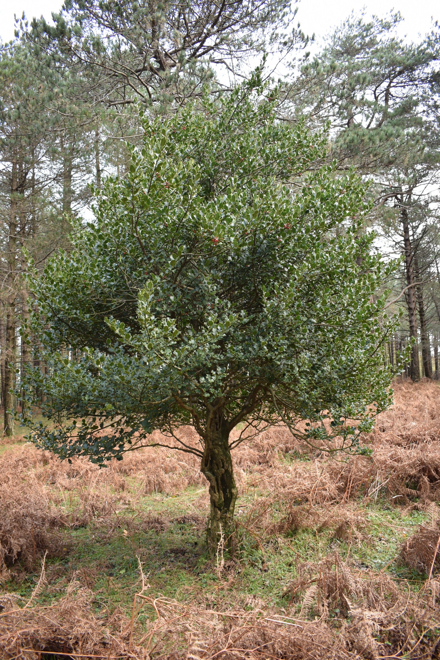 40 English Holly (Ilex Aquifolium) Seeds