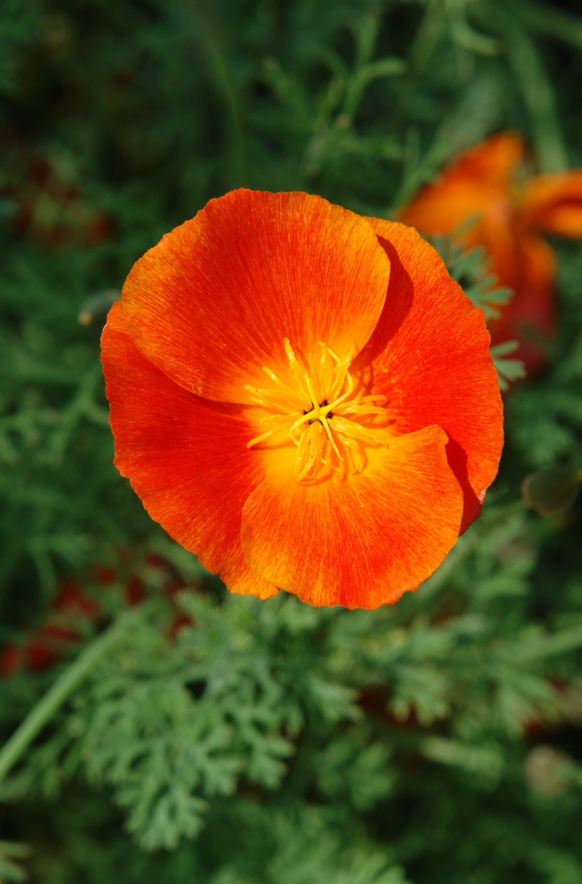 Mikado California Poppy (Eschscholzia californica) Seeds – 1,500 ct