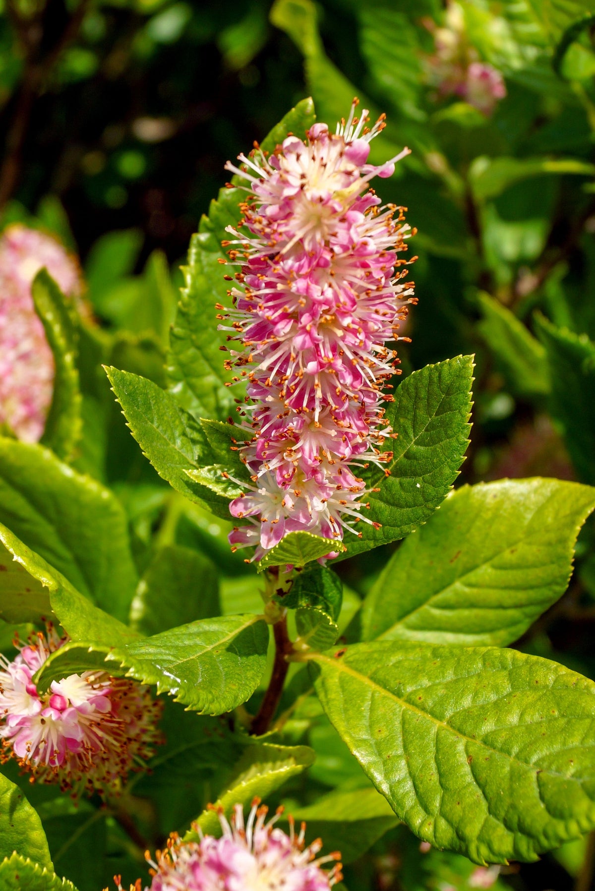 20 Pink SUMMERSWEET BUSH Clethra Alnifolia Rosea Fragrant Flower Shrub Seeds