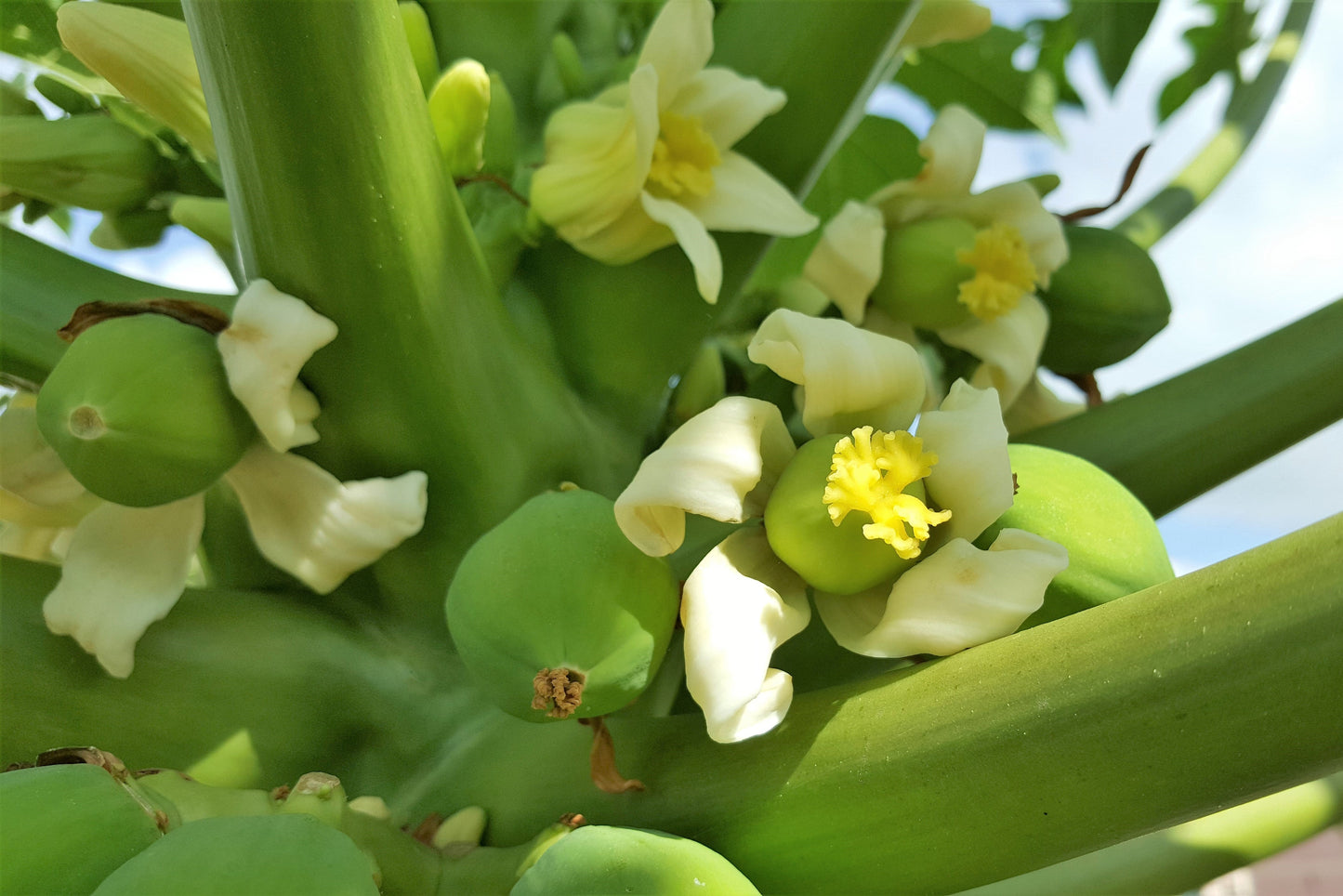 30 Papaya Tree (Carica Papaya) Seeds