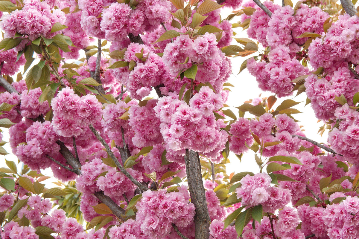 Japanese Flowering Cherry (Prunus serrulata) Seeds – 10 ct