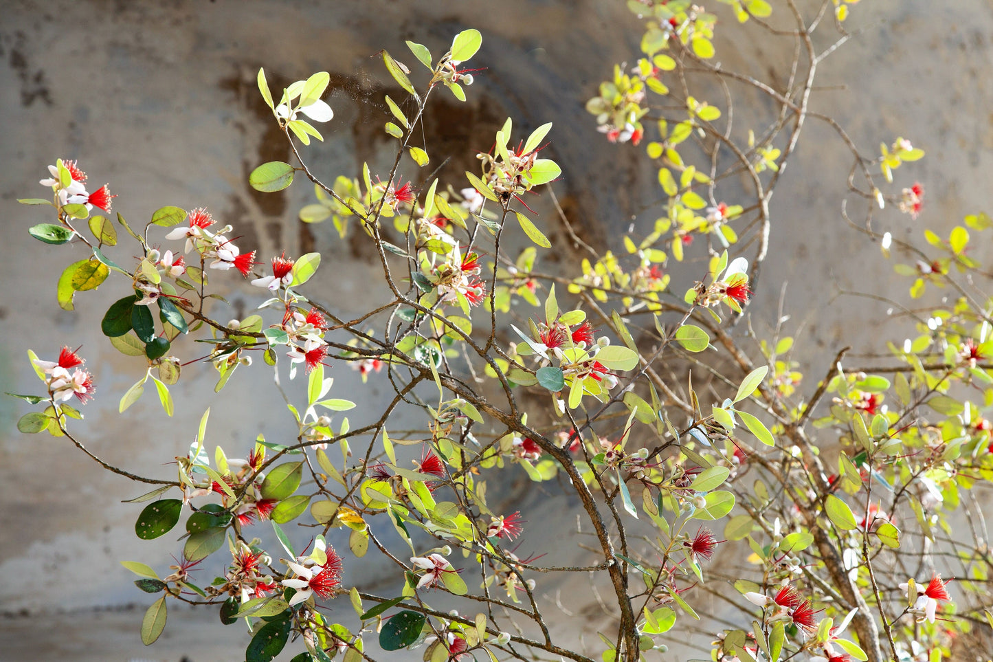10 Pineapple Guava (Acca Guavasteen) Seeds